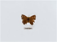 藏品(鐵灰蝶屬)的圖片